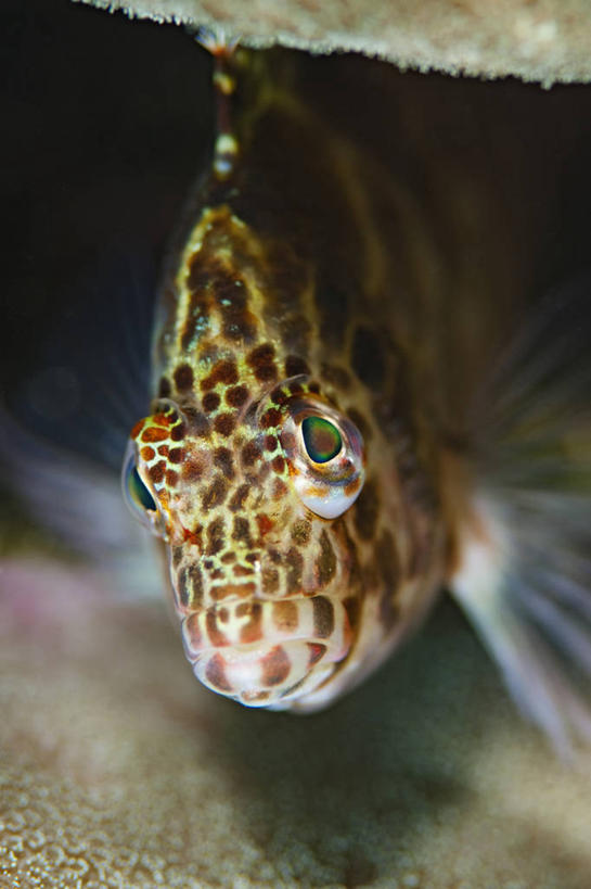 无人,竖图,特写,正面,水下,科学,珊瑚,动物,摄影,彩图,东帝汶民主共和国