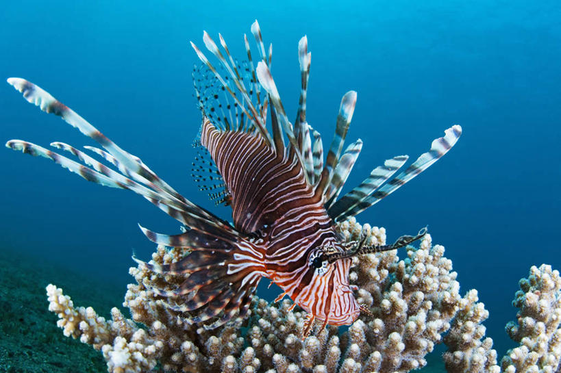 无人,横图,水下,科学,珊瑚,鱼类,动物,摄影,锋利,尖锐,蓑鲉,暗礁,彩图,东帝汶民主共和国