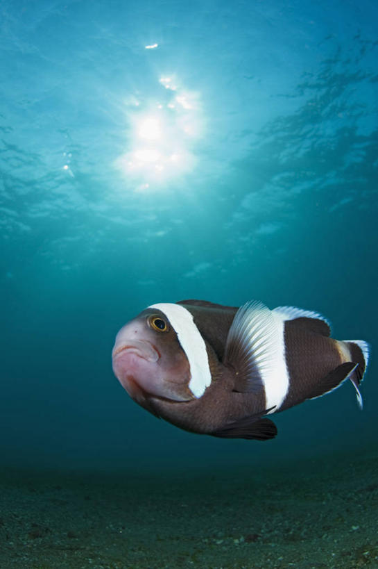 无人,竖图,白天,水下,太阳,科学,鱼类,动物,摄影,保护,海葵鱼,彩图,东帝汶民主共和国,共生关系