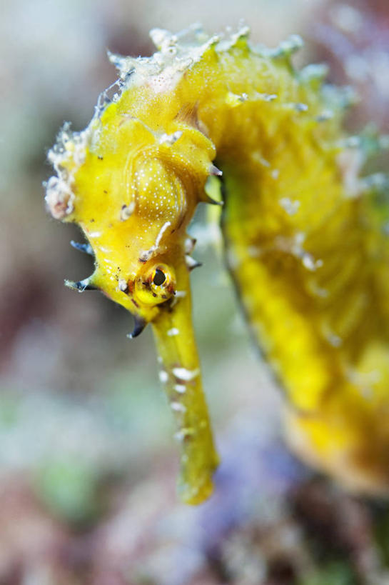 无人,竖图,特写,水下,科学,鱼类,黄色,动物,摄影,海马,彩图,海马体,东帝汶民主共和国