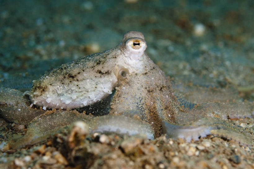 无人,横图,特写,侧面,水下,章鱼,科学,动物,摄影,头足类动物,彩图,东帝汶民主共和国