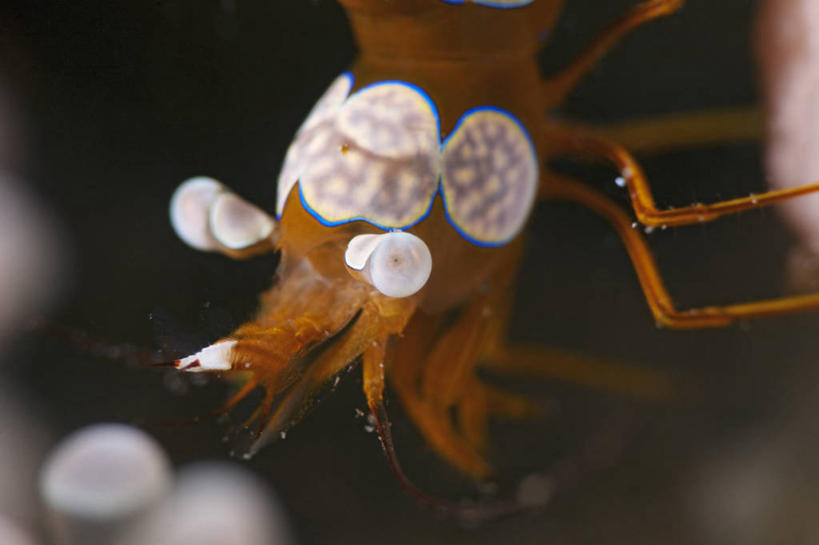 无人,横图,特写,水下,科学,虾,动物,摄影,彩图,东帝汶民主共和国