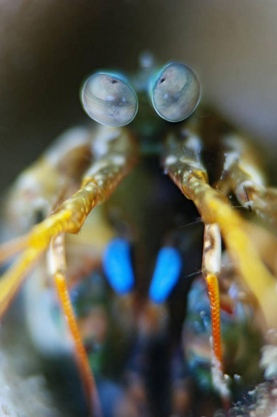 无人,竖图,特写,水下,科学,无脊椎动物,动物,摄影,彩图,螳螂虾,东帝汶民主共和国