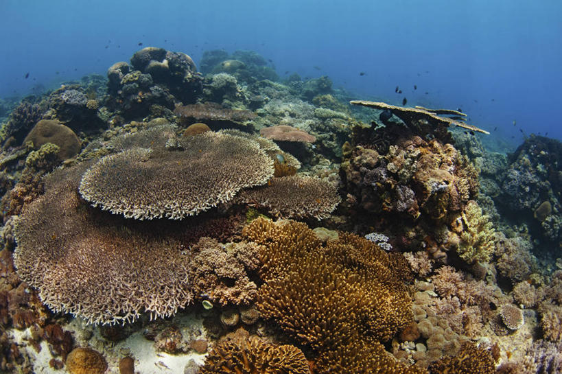 无人,横图,鱼眼镜头,水下,科学,珊瑚,无脊椎动物,动物,摄影,暗礁,彩图,生态多样性,东帝汶民主共和国