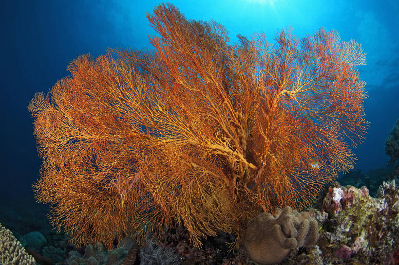 无人,横图,白天,水下,科学,海洋生物,无脊椎动物,动物,橙色,摄影,生长,腔肠动物,柳珊瑚,珊瑚虫,石帆,海团扇,彩图,东帝汶民主共和国