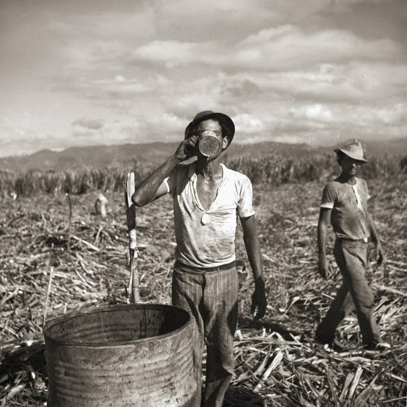 成年人,中年人,两个人,方图,黑白,室外,白天,农业,水,喝,工作,田地,甘蔗,工人,摄影,贫穷,努力,波多黎各,庞塞,年轻男性,中年男性,年轻人,员工,匠人,劳动者,体力工