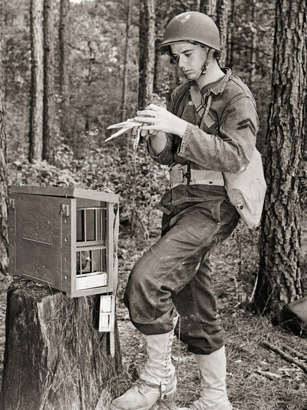 成年人,一个人,竖图,黑白,室外,白天,通讯,鸽子,美国,仅一个男性,仅一个人,士兵,仅一个年轻男性,动物,家畜,摄影,第二次世界大战,信鸽,男人,男性,年轻男性,年轻人