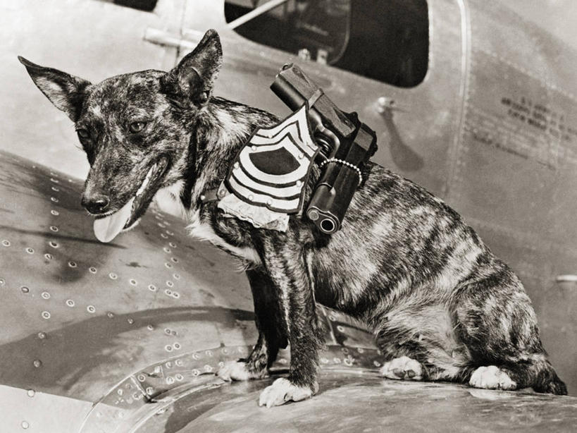 无人,横图,黑白,室外,白天,狗,美国,军事,枪支,动物,家畜,摄影,手枪,军士,德克萨斯