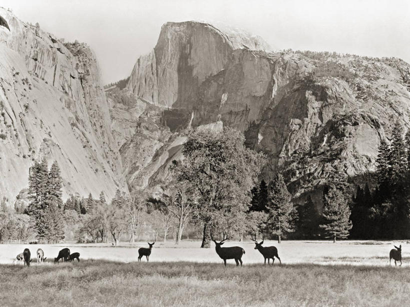 无人,公园,横图,黑白,室外,白天,鹿,美国,地形,山谷,地标建筑,摄影,北美,北美洲,国家公园,加利福尼亚,约塞米蒂国家公园,美洲,加州,加利福尼亚州,优胜美地国家公园,金州,黄金州,北亚美利加洲,亚美利加洲,美国尤塞米提国家公园,优山美地,约瑟米提国家公园,旅行,美利坚合众国