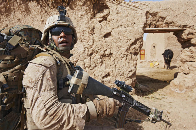 成年人,一个人,横图,室外,白天,牛,阿富汗,仅一个男性,仅一个人,枪支,仅一个年轻男性,武器,摄影,幽默,反差,来福枪,母牛,男人,男性,年轻男性,年轻人,彩图,M16步枪,军官,美国海军陆战队