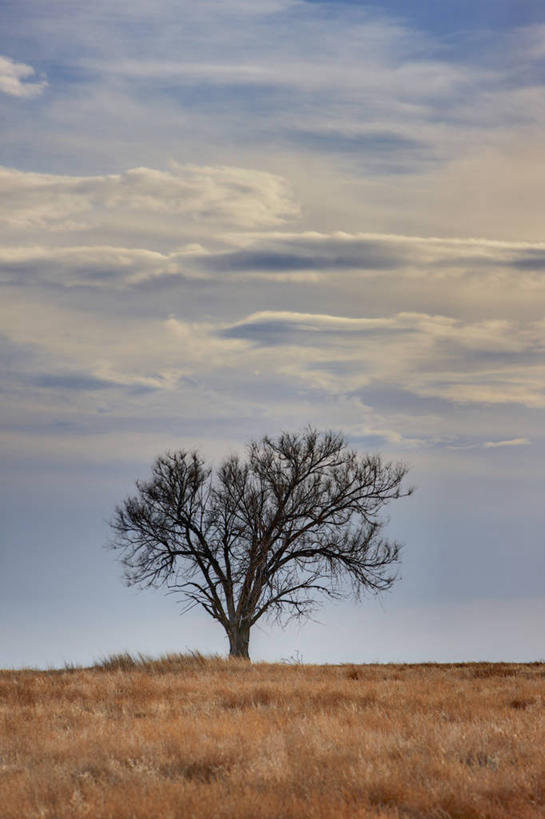 无人,竖图,室外,白天,云,枝,草,树,一个,平原,力量,摄影,单个,宁静,怪异,死亡,改变,科罗拉多州,彩图,高动态范围成像,大平原