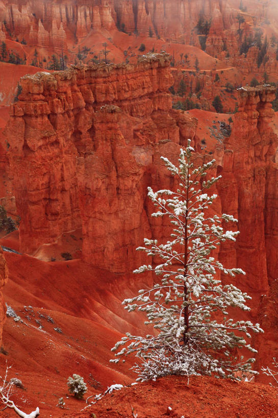 无人,竖图,室外,白天,沙漠,松树,树,红色,摄影,岩层,常绿树,犹他,布莱斯峡谷国家公园,松木,岩石,彩图