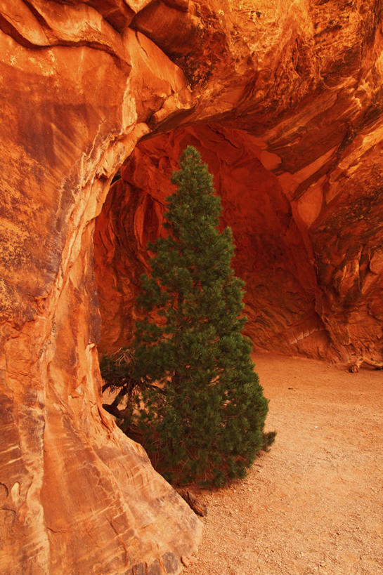无人,竖图,室外,白天,石头,沙漠,松树,树,红色,摄影,岩层,文件架,拱门国家公园,常绿树,犹他,松木,岩石,彩图