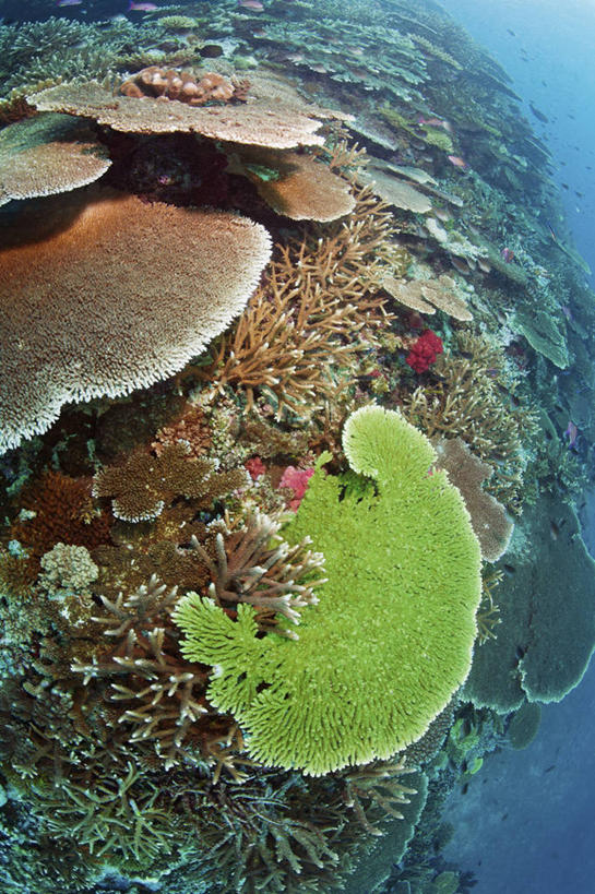 无人,竖图,水下,海洋,野生动物,斐济,珊瑚,鱼类,无脊椎动物,绿色,动物,摄影,热带气候,南太平洋,水中呼吸器,暗礁,彩图,水肺潜水