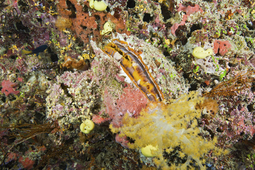 无人,横图,水下,海洋,野生动物,斐济,珊瑚,无脊椎动物,粉色,动物,摄影,热带气候,南太平洋,甲壳动物,彩图,水肺潜水