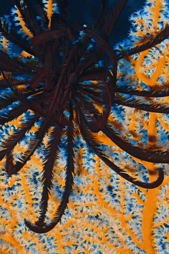 无人,竖图,特写,微距,水下,海洋,野生动物,斐济,珊瑚,鱼类,海洋生物,无脊椎动物,粉色,黑色,动物,橙色,摄影,腔肠动物,热带气候,柳珊瑚,水生动物,水生物,棘皮动物,海底动物,南太平洋,海百合,珊瑚虫,石帆,海团扇,彩图,水肺潜水