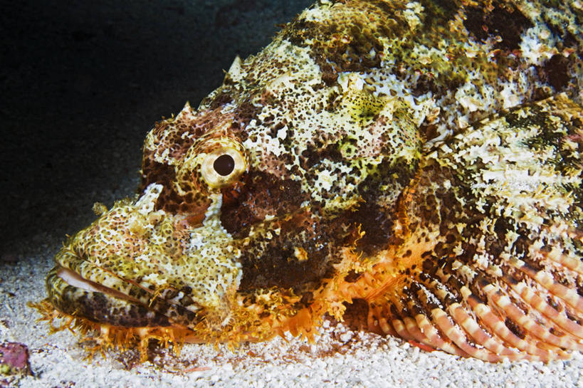 无人,横图,特写,微距,水下,海洋,马尔代夫,鱼类,摄影,热带气候,印度洋,伪装,危险,彩图,水肺潜水