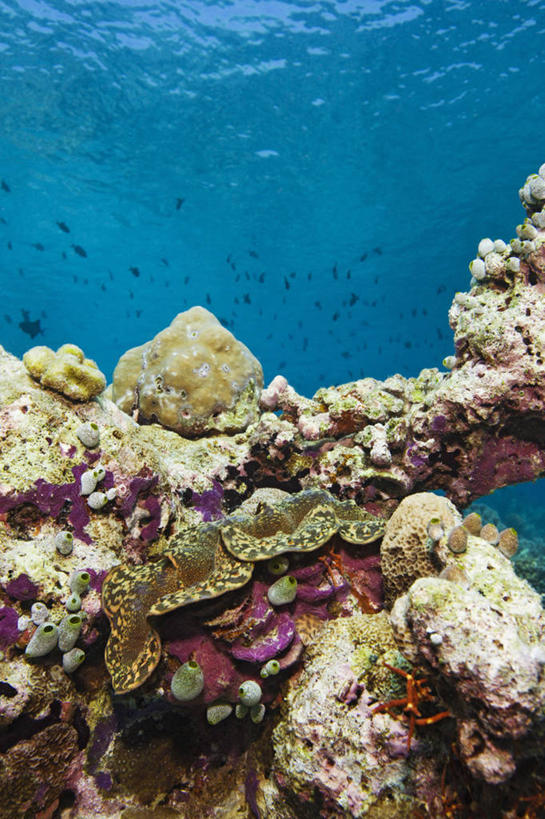 无人,竖图,水下,海洋,野生动物,马尔代夫,珊瑚,鱼类,无脊椎动物,动物,摄影,热带气候,印度洋,甲壳动物,巨蛤,彩图