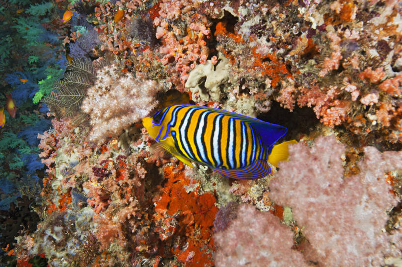 无人,横图,特写,水下,海洋,热带鱼,野生动物,马尔代夫,条纹,珊瑚,鱼类,无脊椎动物,动物,摄影,热带气候,印度洋,马累岛,彩图