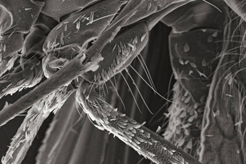 无人,横图,黑白,仪器,蚊子,检查,反射,分析,科学,昆虫,显微镜,观察,清晰,探索,摄影,放大,观看,仔细,死亡,透镜,胸腔,凸透镜,聚焦,关注,节肢动物,光学,害虫,清楚,扫描电镜,扫描电子显微镜