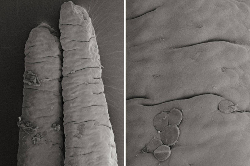 无人,横图,黑白,仪器,指示牌,检查,反射,分析,科学,细菌,标志,文字,显微镜,标识,观察,生病,清晰,探索,摄影,放大,观看,仔细,透镜,有毒物质,凸透镜,聚焦,关注,光学,清楚,贾第虫病,原生动物,扫描电镜,扫描电子显微镜,囊肿