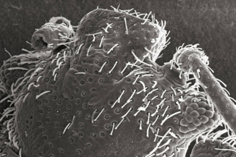 无人,横图,黑白,仪器,检查,反射,分析,科学,昆虫,显微镜,观察,清晰,探索,摄影,放大,观看,仔细,死亡,透镜,凸透镜,聚焦,关注,节肢动物,光学,清楚,臭虫,复眼,扫描电镜,扫描电子显微镜