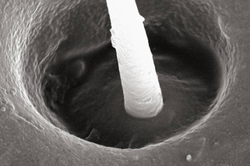 无人,横图,黑白,仪器,检查,反射,分析,科学,昆虫,显微镜,观察,清晰,探索,摄影,井,放大,观看,仔细,透镜,凸透镜,聚焦,关注,节肢动物,光学,清楚,毛孔,扫描电镜,扫描电子显微镜