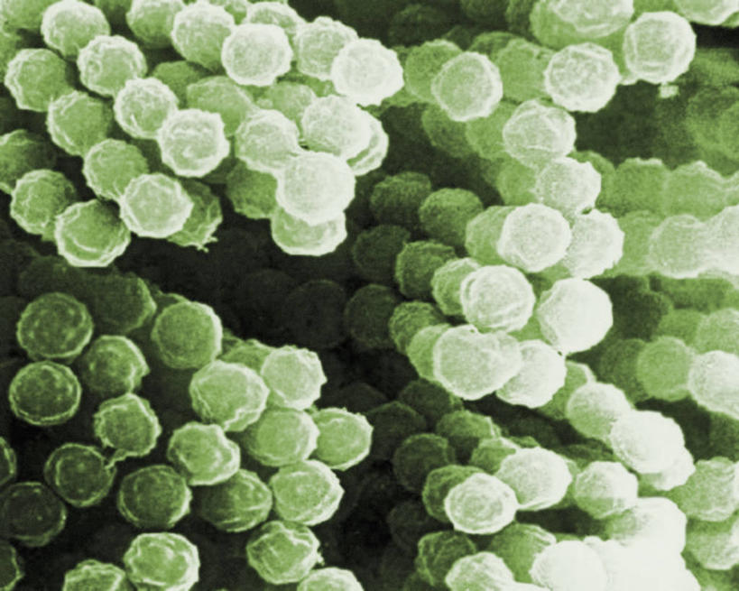 无人,横图,仪器,检查,反射,分析,科学,显微镜,绿色,观察,清晰,探索,摄影,放大,观看,仔细,透镜,凸透镜,聚焦,关注,光学,清楚,彩图,扫描电镜,扫描电子显微镜