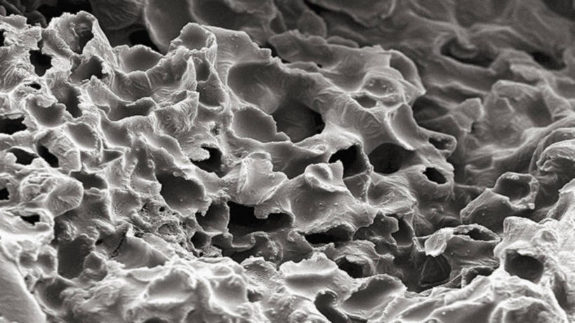 无人,横图,黑白,仪器,检查,反射,分析,科学,显微镜,食品,观察,清晰,探索,摄影,欧芹,放大,观看,仔细,透镜,凸透镜,聚焦,关注,肌理,光学,清楚,扫描电镜,扫描电子显微镜