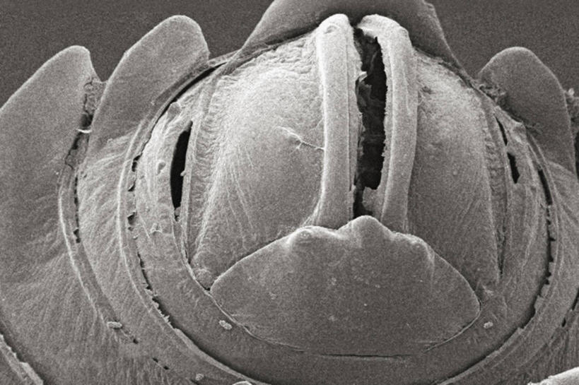 无人,横图,黑白,仪器,检查,反射,分析,科学,昆虫,显微镜,观察,清晰,探索,摄影,放大,观看,仔细,透镜,凸透镜,聚焦,关注,节肢动物,千足虫,光学,清楚,扫描电镜,扫描电子显微镜