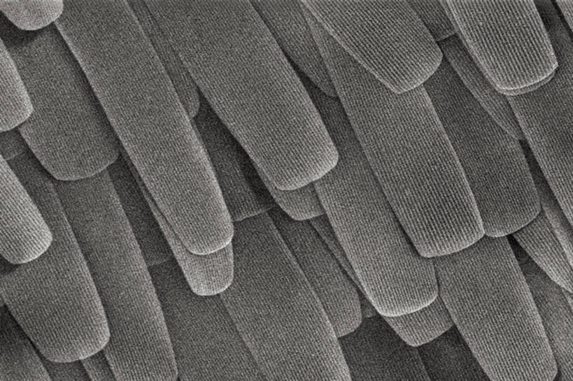 无人,横图,黑白,仪器,检查,反射,分析,科学,昆虫,显微镜,观察,清晰,探索,摄影,放大,观看,仔细,透镜,凸透镜,聚焦,关注,节肢动物,光学,清楚,扫描电镜,扫描电子显微镜