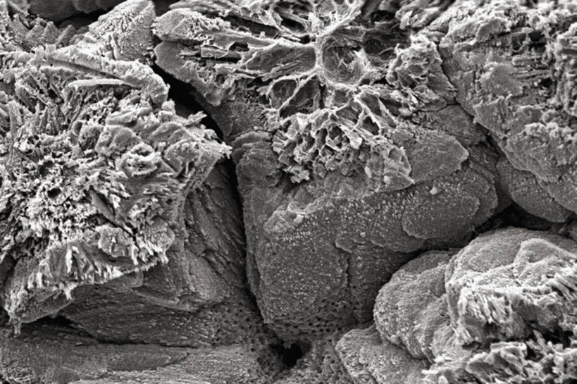 无人,横图,黑白,室内,仪器,检查,反射,分析,科学,显微镜,膜,观察,清晰,探索,摄影,放大,观看,仔细,透镜,凸透镜,聚焦,关注,表皮,光学,清楚,毛孔,扫描电镜,扫描电子显微镜