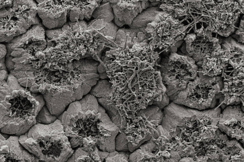 无人,横图,黑白,室内,仪器,检查,反射,分析,科学,显微镜,膜,观察,清晰,探索,摄影,放大,观看,仔细,透镜,凸透镜,聚焦,关注,表皮,光学,清楚,毛孔,扫描电镜,扫描电子显微镜