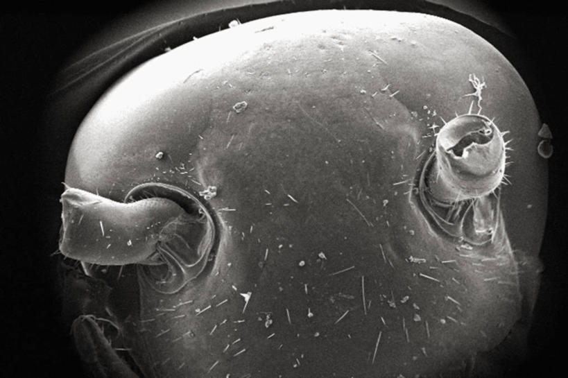 无人,横图,黑白,仪器,贝壳,检查,反射,分析,科学,昆虫,显微镜,观察,生病,清晰,探索,摄影,放大,观看,仔细,透镜,凸透镜,聚焦,关注,节肢动物,光学,清楚,内腔,扫描电镜,扫描电子显微镜