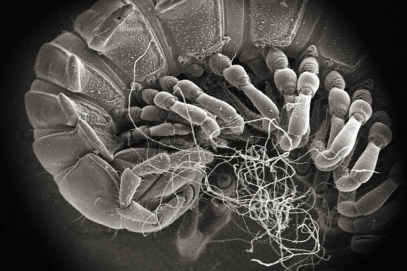 无人,横图,黑白,仪器,贝壳,检查,反射,分析,科学,昆虫,显微镜,观察,清晰,探索,摄影,放大,观看,灵感,仔细,气孔,透镜,凸透镜,聚焦,关注,节肢动物,光学,清楚,扫描电镜,扫描电子显微镜