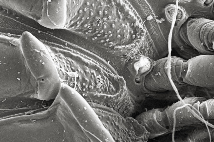 无人,横图,黑白,仪器,检查,反射,分析,科学,昆虫,显微镜,观察,清晰,探索,摄影,放大,观看,灵感,仔细,气孔,透镜,凸透镜,聚焦,关注,节肢动物,光学,清楚,扫描电镜,扫描电子显微镜