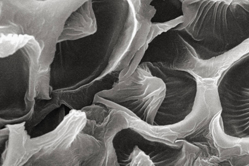 无人,横图,黑白,仪器,检查,反射,分析,科学,显微镜,花,花瓣,观察,清晰,探索,摄影,放大,观看,仔细,气孔,透镜,呼吸机,凸透镜,聚焦,关注,豌豆系,亚特兰大,光学,清楚,扫描电镜,扫描电子显微镜