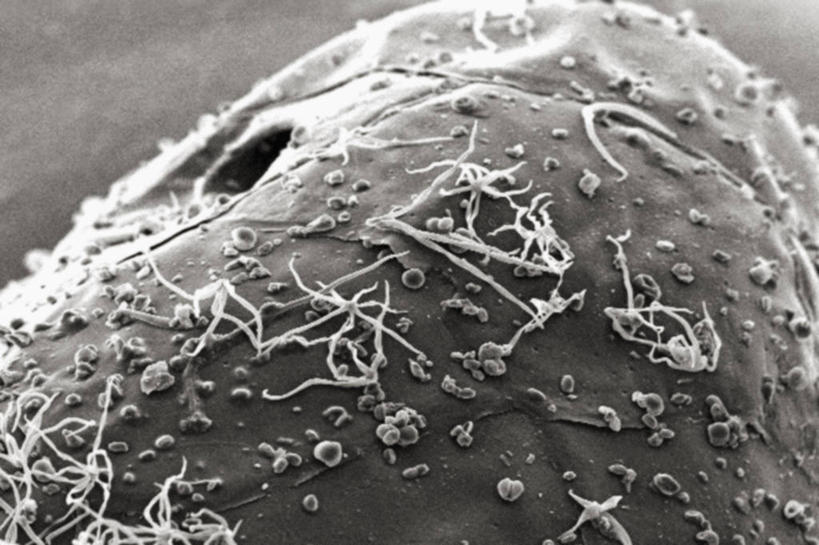 无人,横图,黑白,仪器,蜥蜴,检查,反射,分析,科学,显微镜,观察,清晰,探索,摄影,放大,观看,仔细,透镜,凸透镜,聚焦,关注,花粉,光学,清楚,扫描电镜,扫描电子显微镜,螨