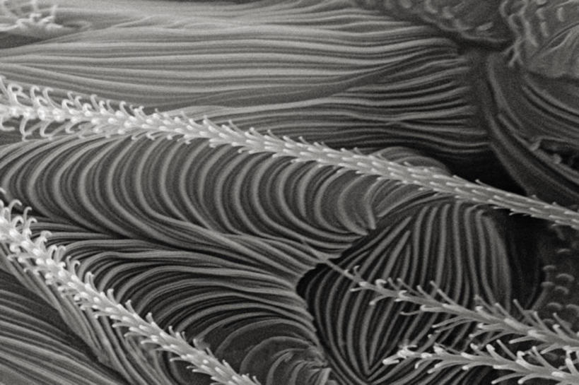 无人,横图,黑白,仪器,检查,反射,分析,科学,昆虫,显微镜,观察,清晰,探索,摄影,放大,观看,仔细,透镜,凸透镜,聚焦,关注,节肢动物,光学,清楚,扫描电镜,扫描电子显微镜,螨