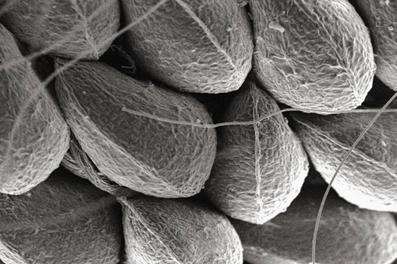 卵巢,无人,横图,黑白,仪器,蔬菜,水果,检查,反射,分析,科学,显微镜,食品,种子,饮食,观察,清晰,探索,摄影,放大,观看,仔细,透镜,凸透镜,聚焦,关注,光学,清楚,野草莓,扫描电镜,扫描电子显微镜