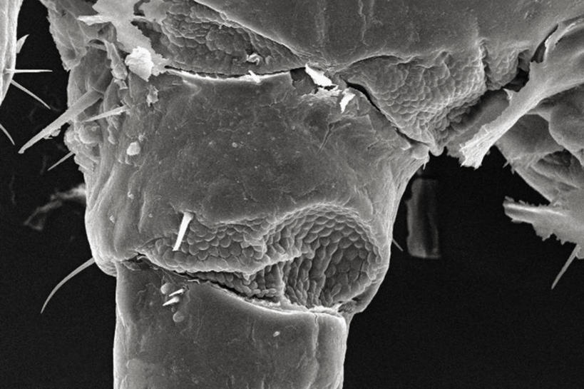 无人,横图,黑白,仪器,检查,反射,分析,科学,昆虫,显微镜,观察,清晰,探索,摄影,放大,观看,仔细,透镜,凸透镜,聚焦,关注,节肢动物,虱子,光学,清楚,体虱,扫描电镜,扫描电子显微镜
