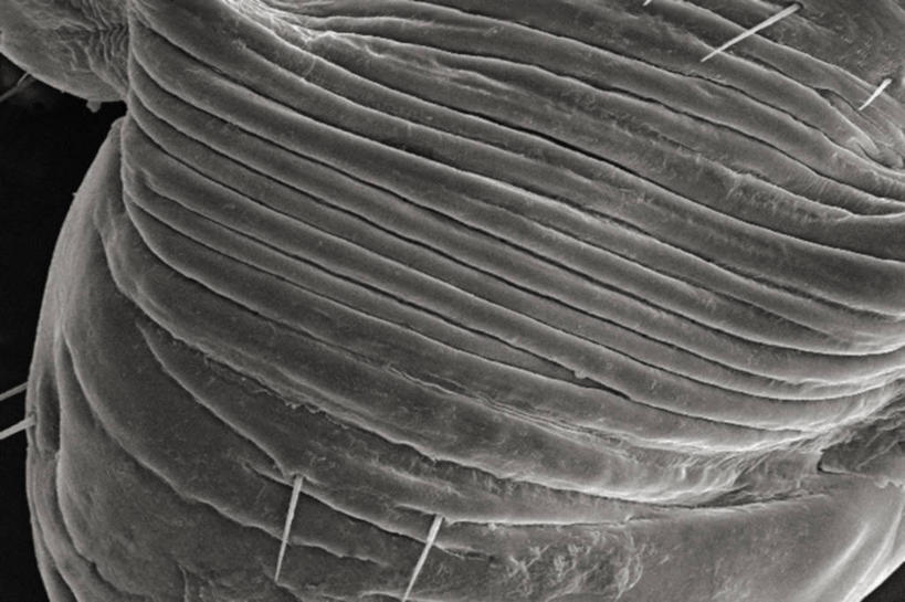 无人,横图,黑白,仪器,检查,反射,分析,科学,昆虫,显微镜,观察,清晰,探索,摄影,放大,观看,仔细,透镜,凸透镜,聚焦,关注,节肢动物,虱子,光学,清楚,体虱,扫描电镜,扫描电子显微镜