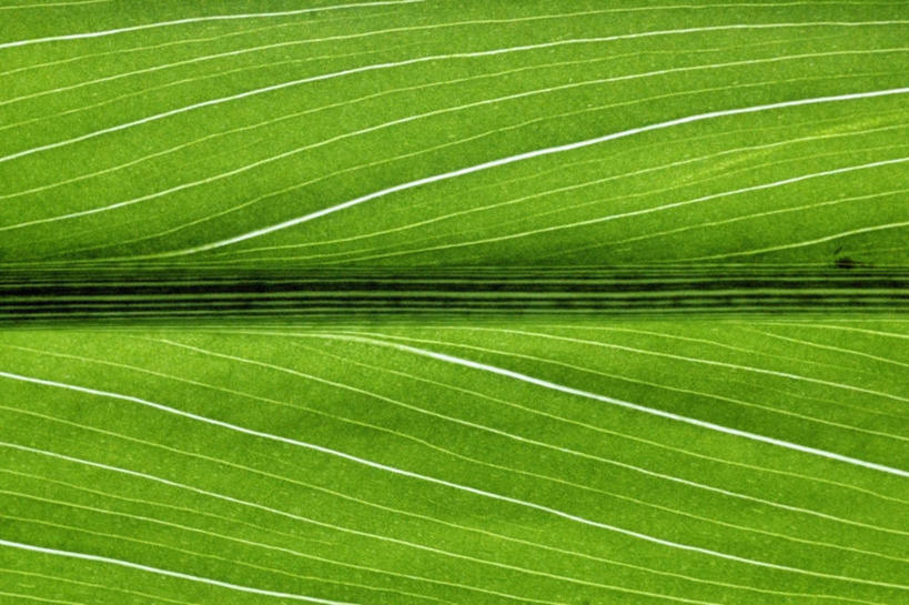 无人,横图,特写,微距,叶子,条纹,绿色,摄影,光合作用,叶脉,彩图