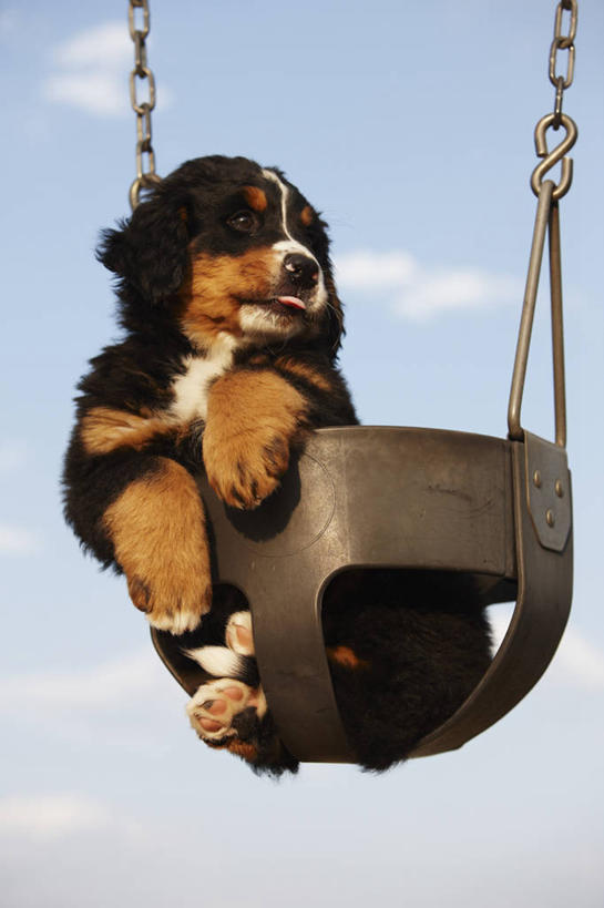 无人,竖图,室外,白天,纯洁,智慧,游乐场,狗,吊挂,悬挂,小狗,挂,动物,荡秋千,看,可爱,童年,童趣,摄影,生长,生物学,伯恩山犬,青春期,童真,烂漫,无邪,科罗拉多州,天真,彩图,动物行为