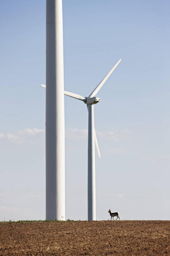 无人,竖图,室外,白天,通讯,风力,科学,羚羊,摄影,能源,电,协调,电源,生物学,改变,比例,替代能源,环境保护,科罗拉多州,物理学,叉角羚,气象学,风轮机,彩图,动物行为