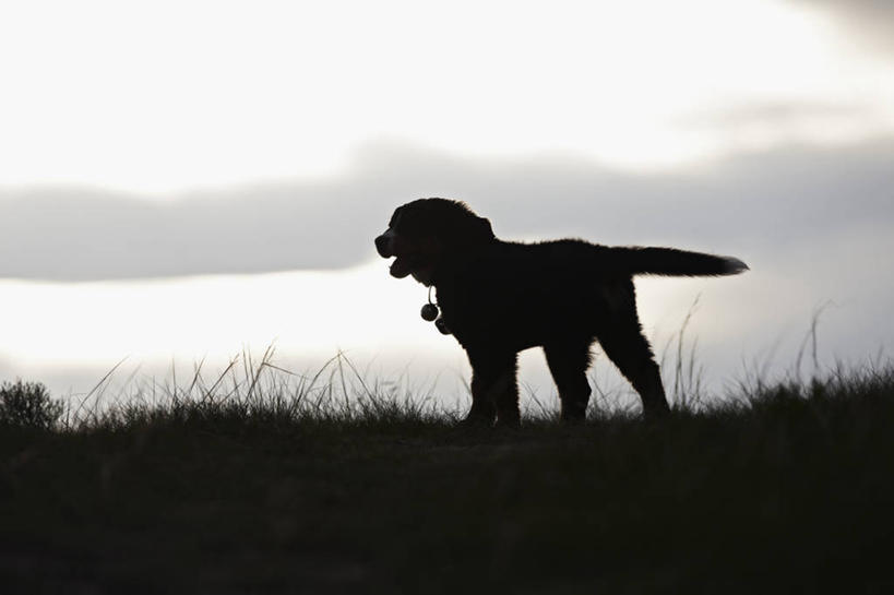 无人,微笑,横图,室外,白天,幸福,纯洁,狗,美国,尾巴,小狗,动物,夏天,可爱,童年,童趣,摄影,生长,幽默,伯恩山犬,剪影,童真,烂漫,无邪,科罗拉多州,天真,彩图,动物行为