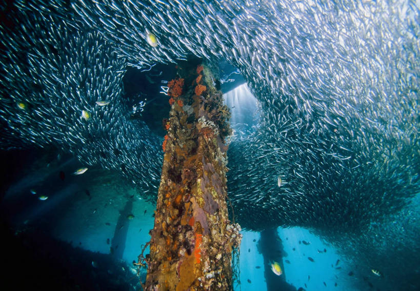 无人,码头,横图,水下,港口,巴布亚新几内亚,一群,许多,堆叠,圆形,鱼群,海绵,很多,摄影,米尔恩湾,软珊瑚,冒险,彩图,摆渡口,埠头,渡口,渡头,港湾,海港,货运码头,口岸,商港,银汉鱼,水肺潜水