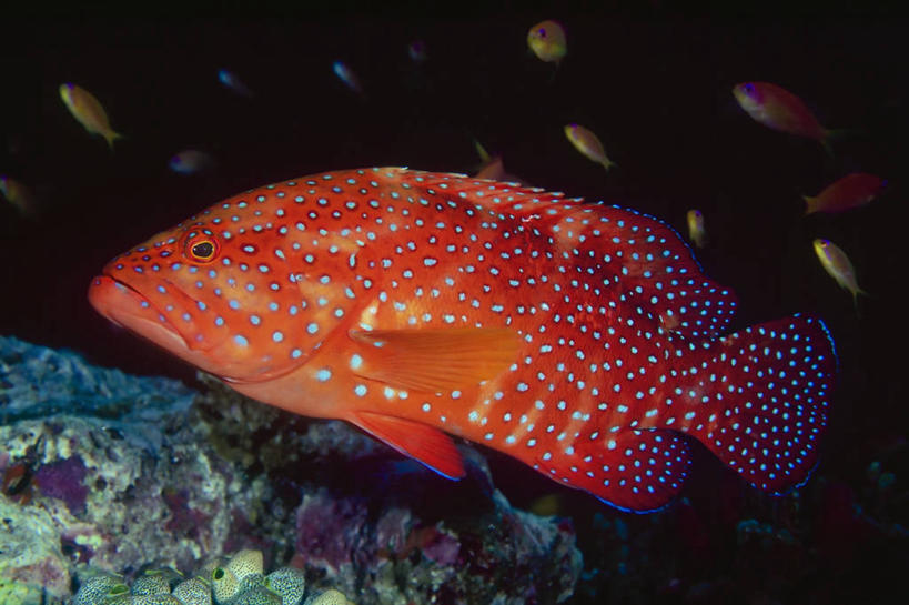 无人,横图,特写,侧面,水下,海洋,巴布亚新几内亚,斑点,鱼类,橙色,摄影,巨大,庞大,珊瑚鱼,宏大,硕大,伟大,细斑石斑鱼,彩图