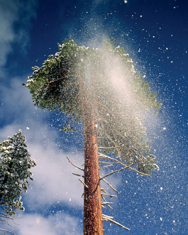 无人,竖图,室外,白天,纯洁,雪,美国,起飞,冰,云,树皮,枝,破坏,干净,树,蓝色,天空,摄影,落下,北美,雪球,北美洲,天堂,加利福尼亚,美洲,渴望,加州,加利福尼亚州,内华达山,内华达山脉,金州,黄金州,北亚美利加洲,亚美利加洲,开端,针叶树,彩图,美利坚合众国,忍耐力,韧性