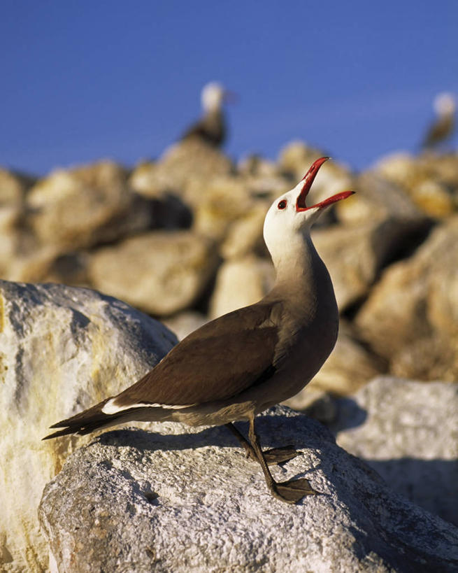 无人,竖图,室外,白天,通讯,海鸟,墨西哥,张嘴,个性,摄影,拉丁美洲,张大嘴巴,渴望,喙,下加利福尼亚州,危险,岩石,张开嘴,彩图,动物行为
